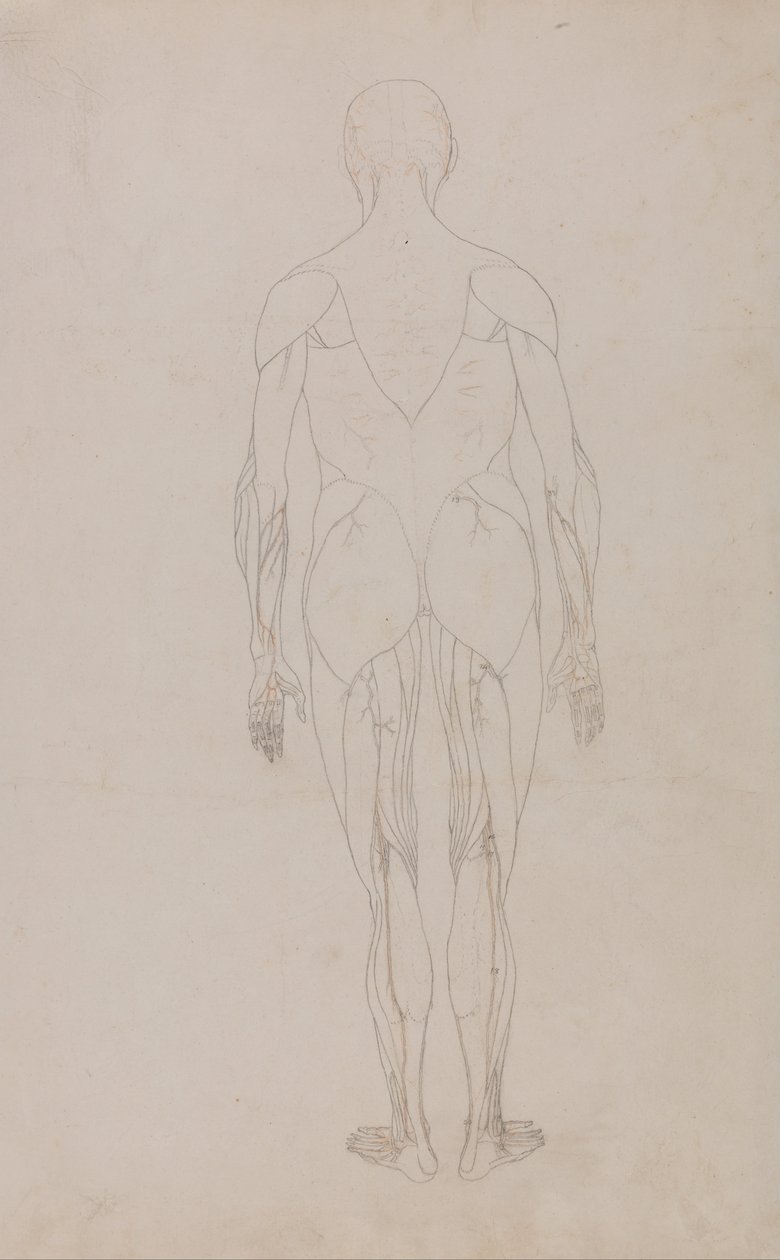 Anatomiczna ekspozycja porównawcza struktury ludzkiego ciała z ciałem tygrysa i zwykłego ptactwa: Postać ludzka, widok z tyłu (dalsze studium dla tabeli XII) autorstwa George Stubbs