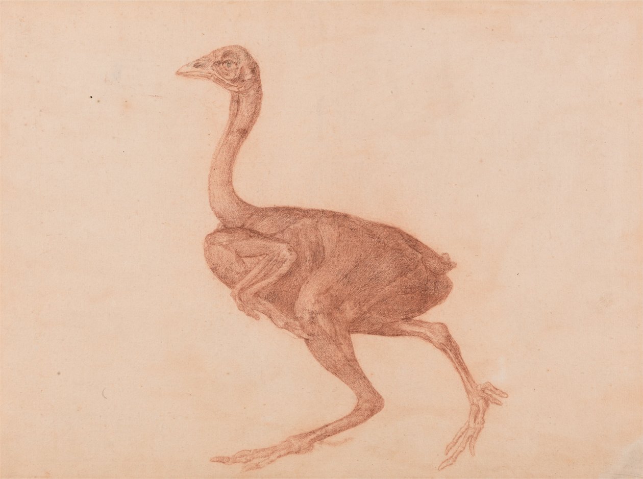 Anatomiczne porównanie budowy ludzkiego ciała z ciałem tygrysa i ptactwa domowego: Kura Dorking, widok z boku autorstwa George Stubbs