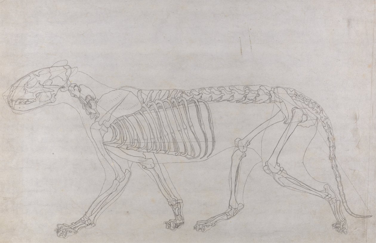 Anatomiczna ekspozycja porównawcza budowy ludzkiego ciała z ciałem tygrysa i zwykłego ptactwa: Szkielet tygrysa, widok z boku autorstwa George Stubbs