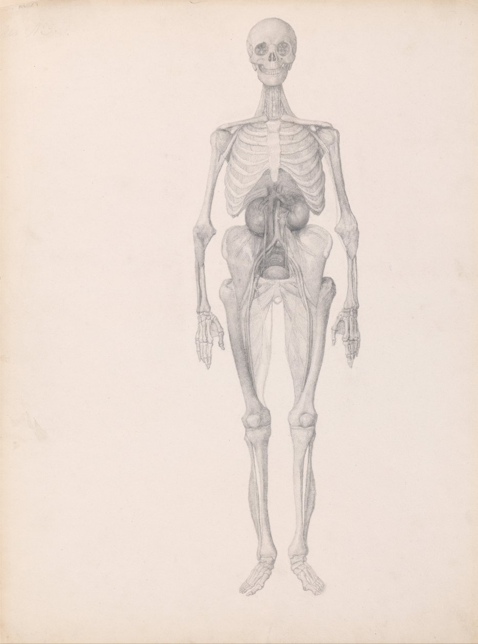 Anatomiczna ekspozycja porównawcza struktury ludzkiego ciała z ciałem tygrysa i ptactwa domowego:  Postać ludzka, widok z przodu (ukończone studium końcowego etapu sekcji) autorstwa George Stubbs