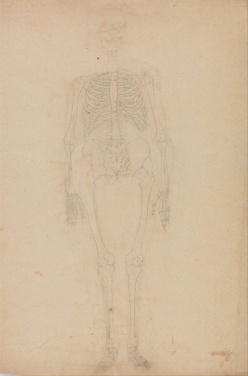 Anatomiczne porównanie budowy ludzkiego ciała z ciałem tygrysa i ptactwa domowego: Ludzki szkielet, widok z przodu autorstwa George Stubbs