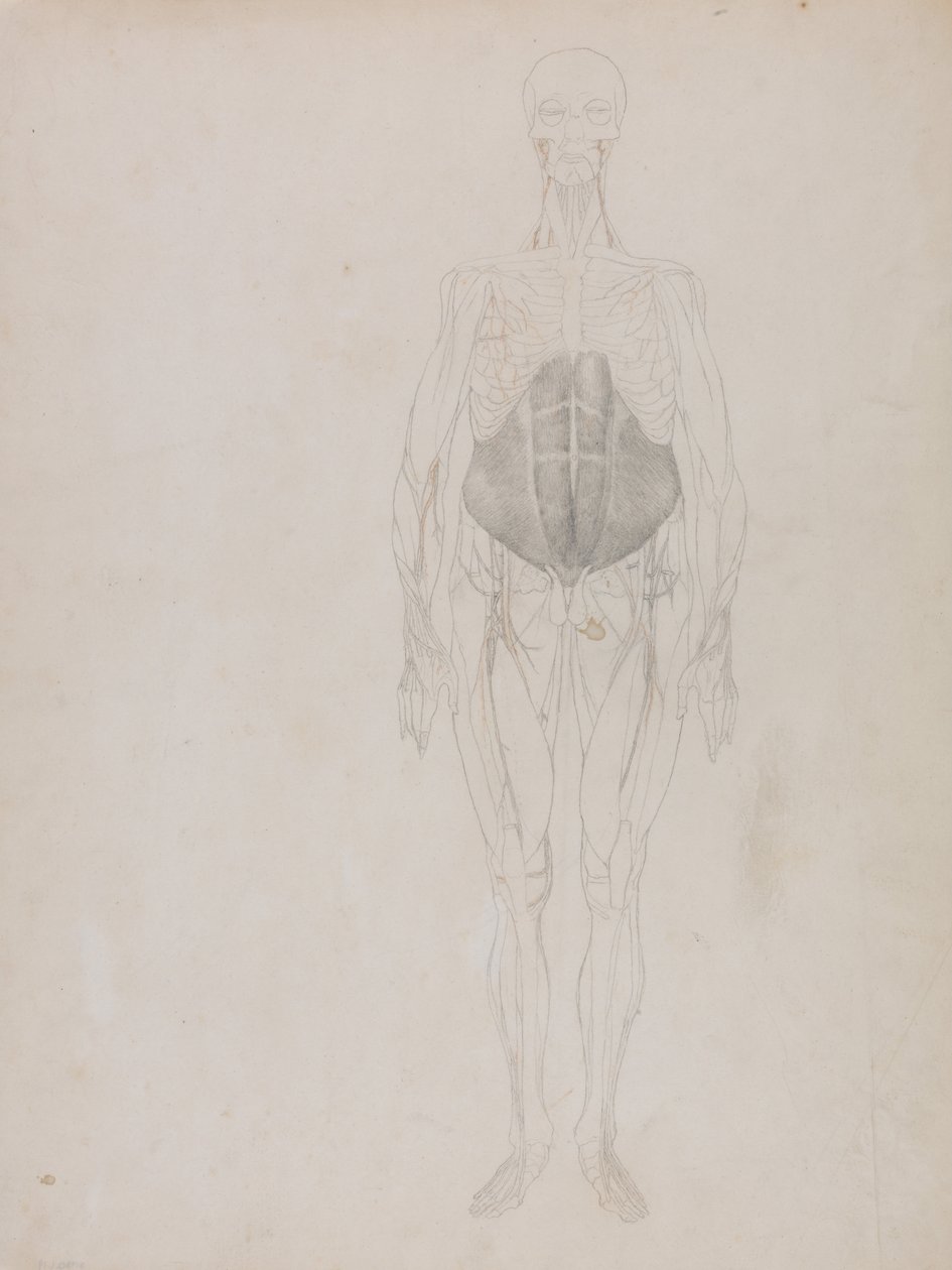 Anatomiczne porównanie budowy ludzkiego ciała z ciałem tygrysa i ptactwa domowego: Postać ludzka, widok z przodu (w dużym zarysie) autorstwa George Stubbs