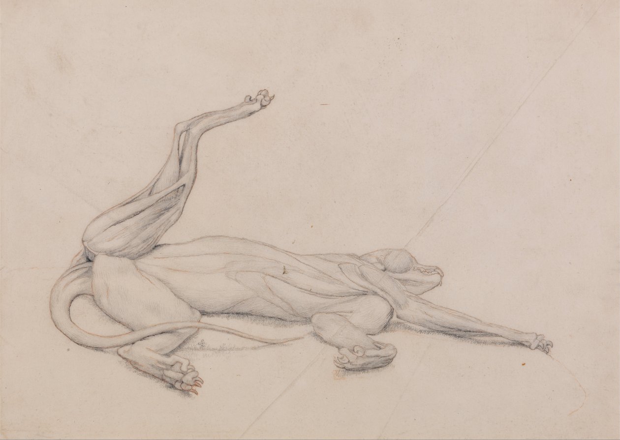 Anatomiczne porównanie budowy ludzkiego ciała z ciałem tygrysa i ptactwa domowego: Tygrys w pozycji leżącej, widziany dośrodkowo autorstwa George Stubbs
