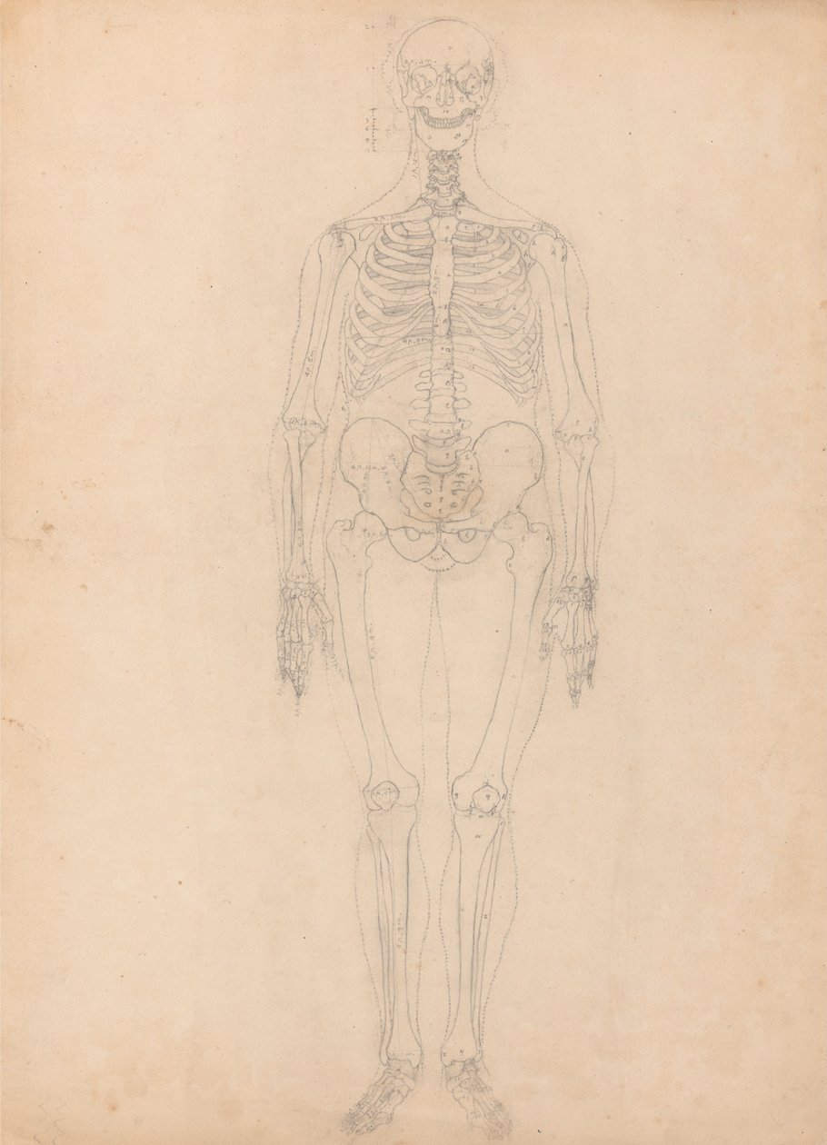 Anatomiczne porównanie budowy ludzkiego ciała z ciałem tygrysa i ptactwa domowego: Ludzki szkielet, widok z przodu autorstwa George Stubbs