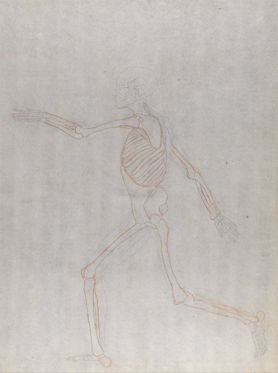 Anatomiczne porównanie budowy ludzkiego ciała z ciałem tygrysa i ptactwa domowego: Ludzki szkielet, widok z boku autorstwa George Stubbs