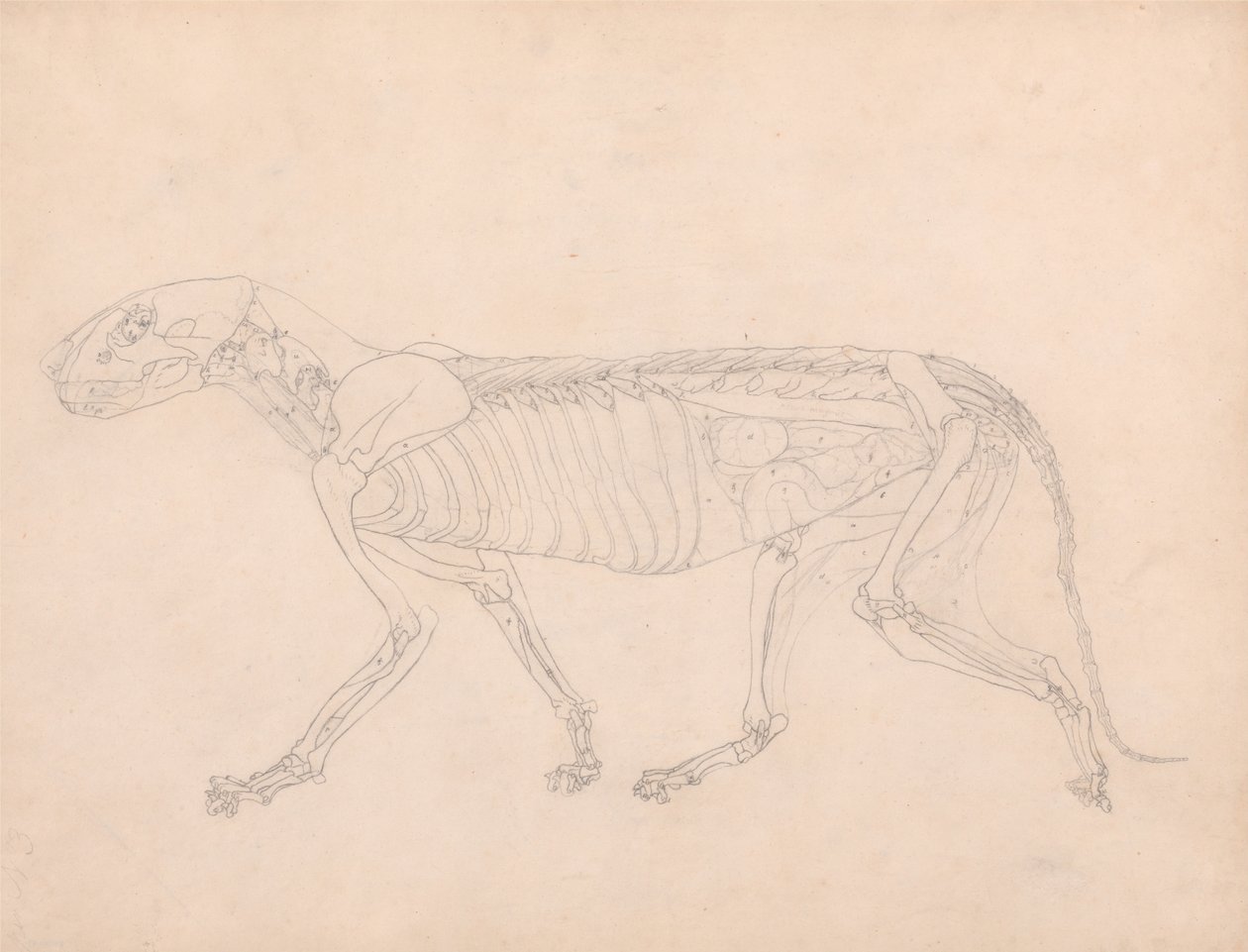 Anatomiczna ekspozycja porównawcza budowy ludzkiego ciała z ciałem tygrysa i zwykłego ptactwa: Ciało tygrysa, widok z boku autorstwa George Stubbs