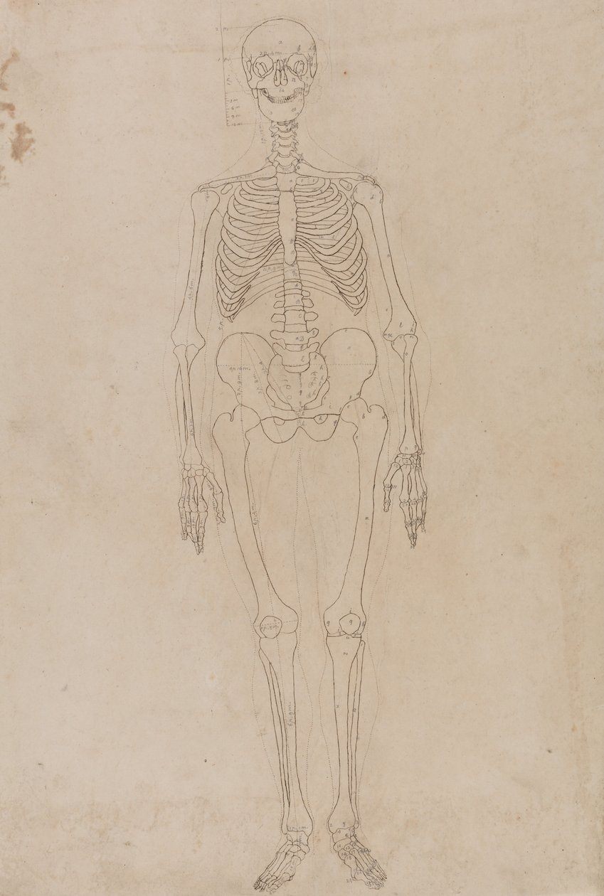 Anatomiczne porównanie budowy ludzkiego ciała z ciałem tygrysa i ptactwa domowego: Ludzki szkielet, widok z przodu autorstwa George Stubbs