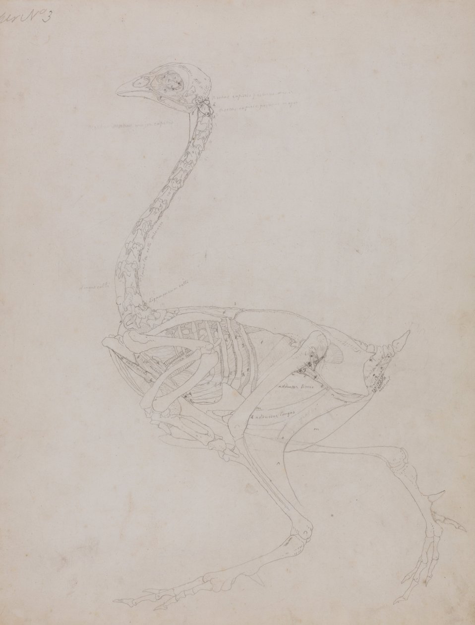 Anatomiczne porównanie budowy ludzkiego ciała z ciałem tygrysa i ptactwa domowego:  Ciało ptaka, widok z boku autorstwa George Stubbs