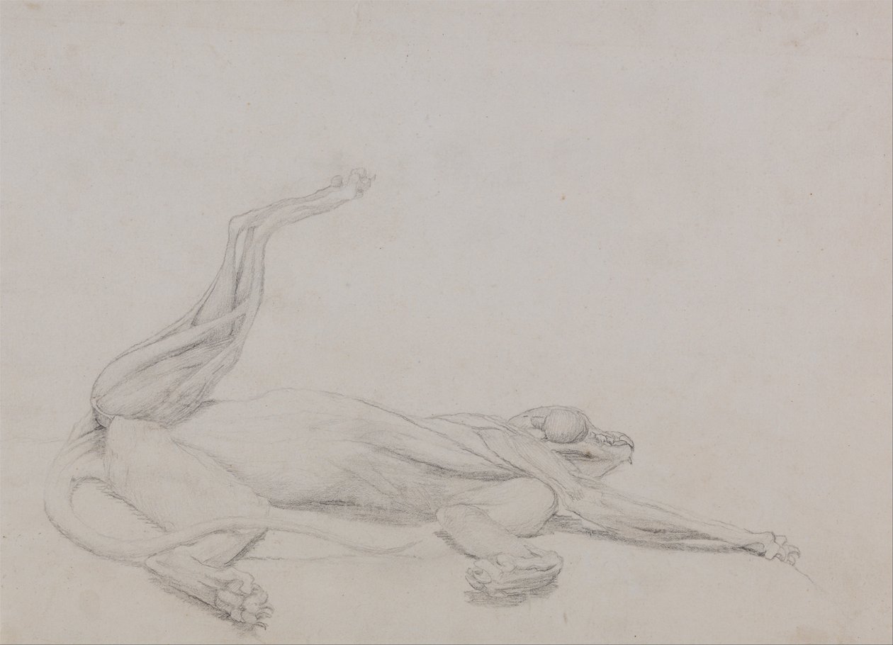 Anatomiczne porównanie budowy ludzkiego ciała z ciałem tygrysa i ptactwa domowego:  Ciało tygrysa, w pozycji leżącej, widziane dośrodkowo autorstwa George Stubbs