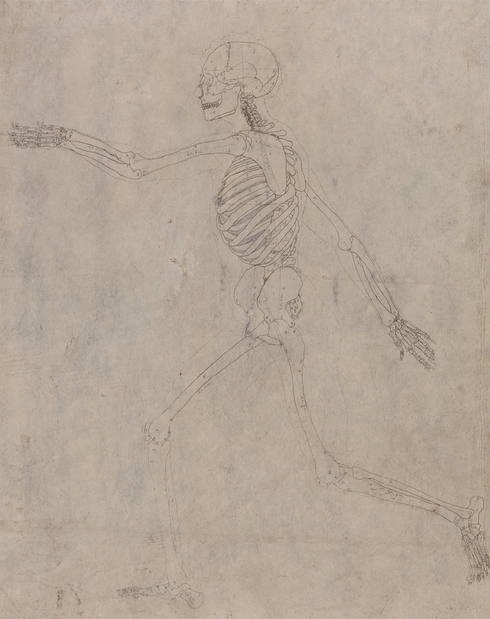 Anatomiczne porównanie budowy ludzkiego ciała z ciałem tygrysa i ptactwa domowego: Ludzki szkielet, widok z boku autorstwa George Stubbs