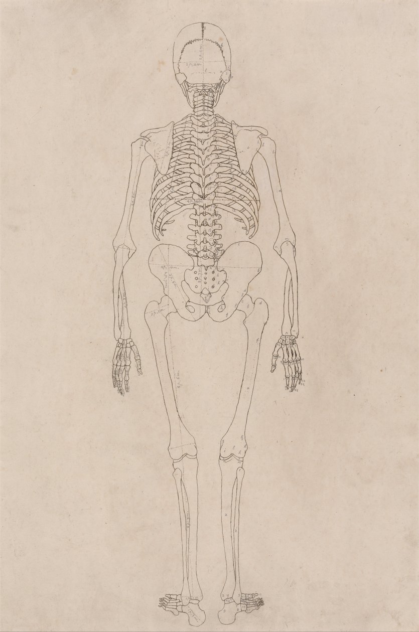 Anatomiczne porównanie budowy ciała ludzkiego z ciałem tygrysa i ptactwa domowego: Ludzki szkielet, widok z tyłu (odnosi się do tabeli II) autorstwa George Stubbs