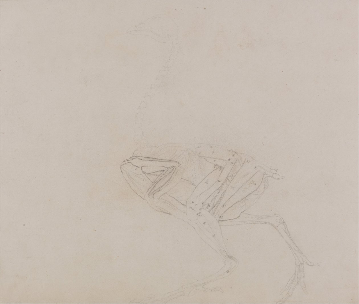 Anatomiczna ekspozycja porównawcza budowy ludzkiego ciała z ciałem tygrysa i ptactwa domowego:  Dorking Hen Body, Lateral View (Badanie mięśni ciała i kończyn na późniejszym etapie sekcji) autorstwa George Stubbs