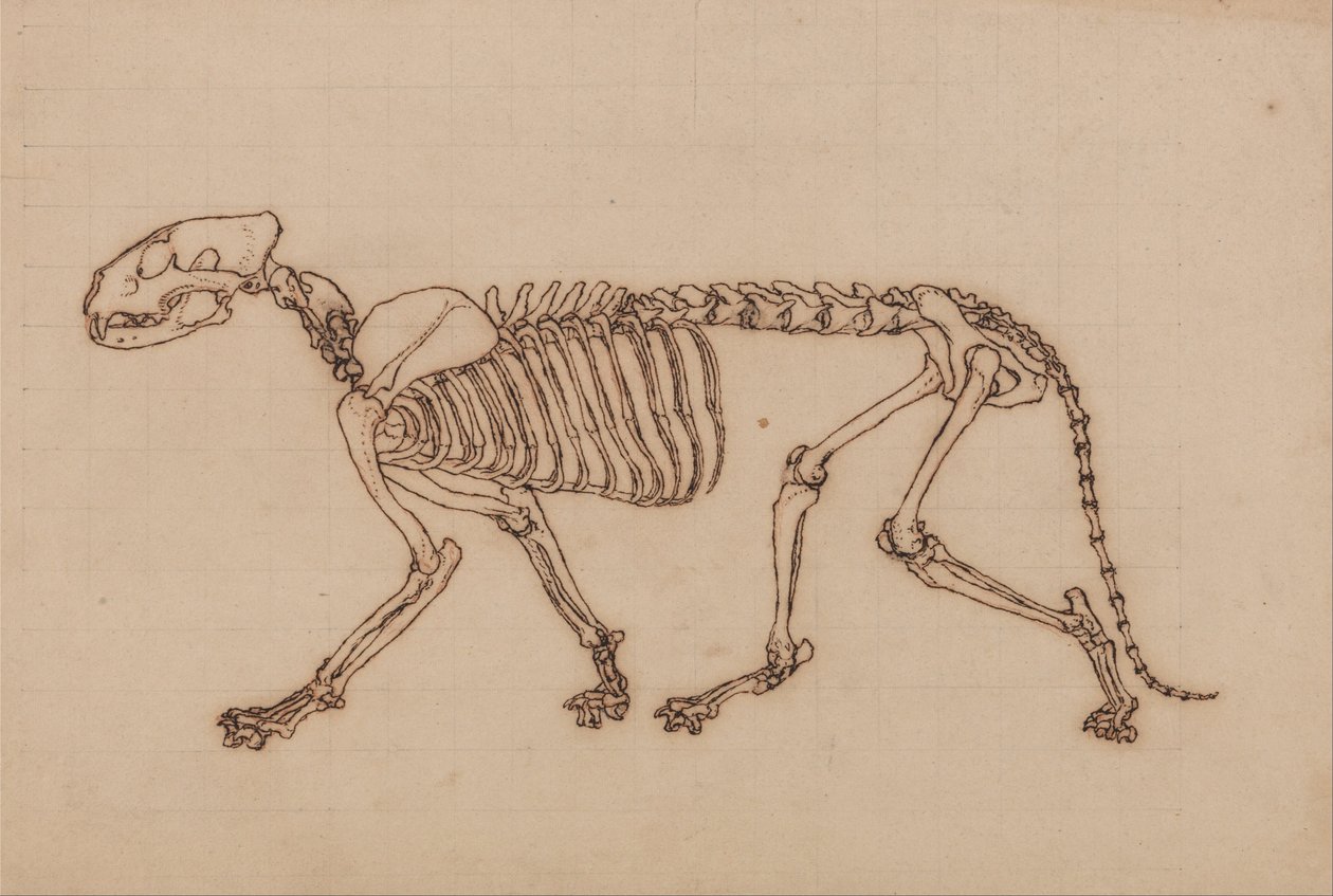 Anatomiczna ekspozycja porównawcza budowy ludzkiego ciała z ciałem tygrysa i zwykłego ptactwa: Szkielet tygrysa, widok z boku autorstwa George Stubbs