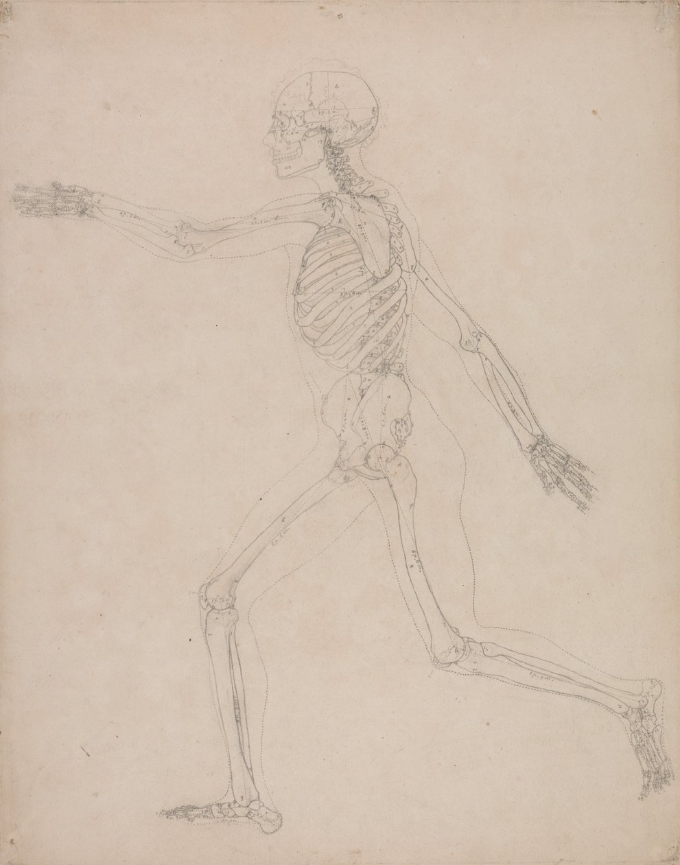 Anatomiczne porównanie budowy ludzkiego ciała z ciałem tygrysa i ptactwa domowego: Ludzki szkielet, widok z boku autorstwa George Stubbs