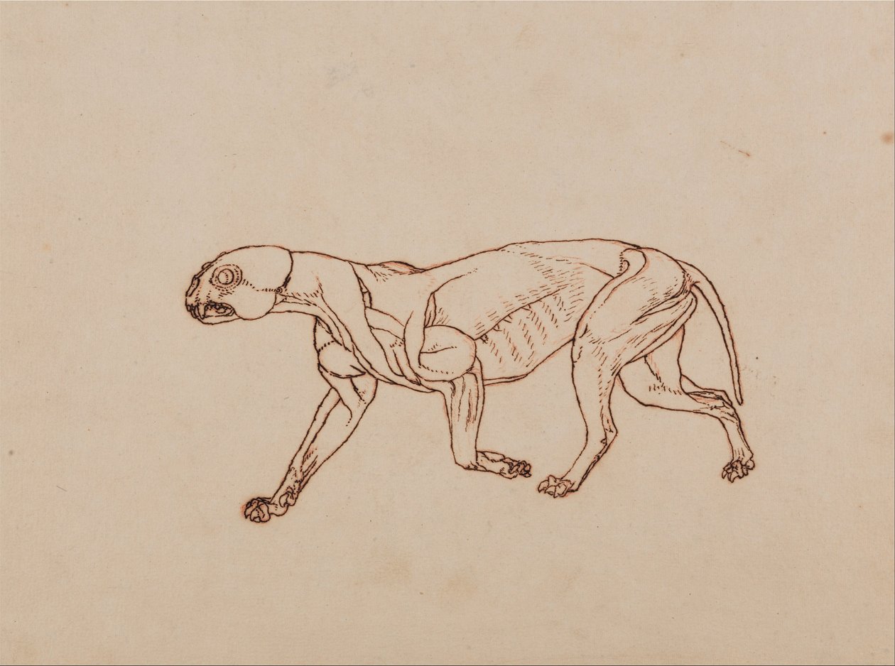 Anatomiczne porównanie budowy ludzkiego ciała z ciałem tygrysa i ptactwa domowego:  Ciało lamparta, widok z boku autorstwa George Stubbs