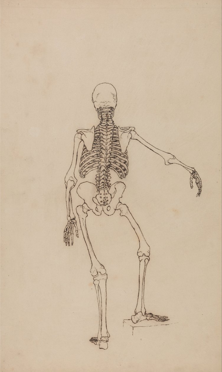 Anatomiczna ekspozycja porównawcza budowy ludzkiego ciała z ciałem tygrysa i ptactwa domowego: Ludzki szkielet, widok z tyłu autorstwa George Stubbs