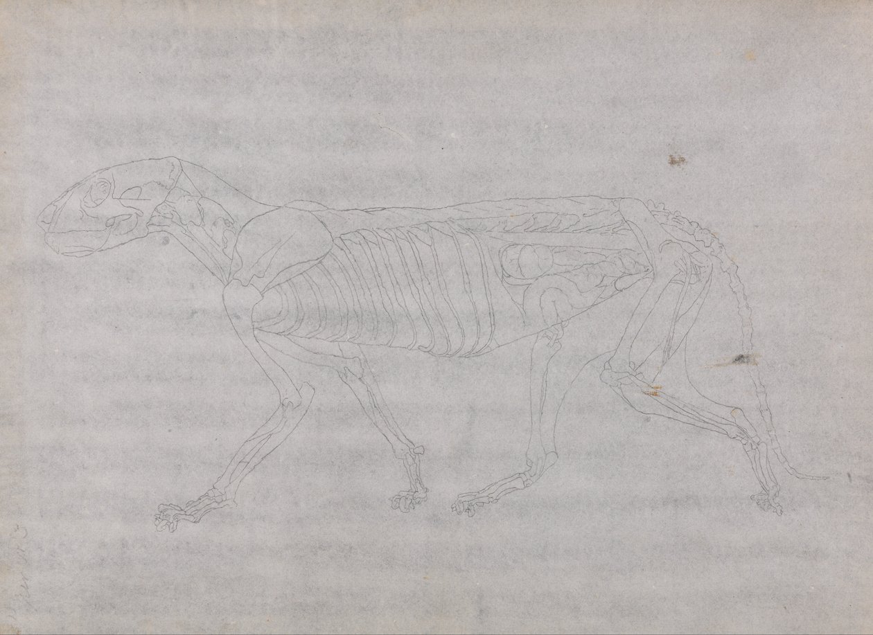 Anatomiczne porównanie budowy ludzkiego ciała z ciałem tygrysa i ptactwa domowego: Ciało tygrysa, widok z boku autorstwa George Stubbs
