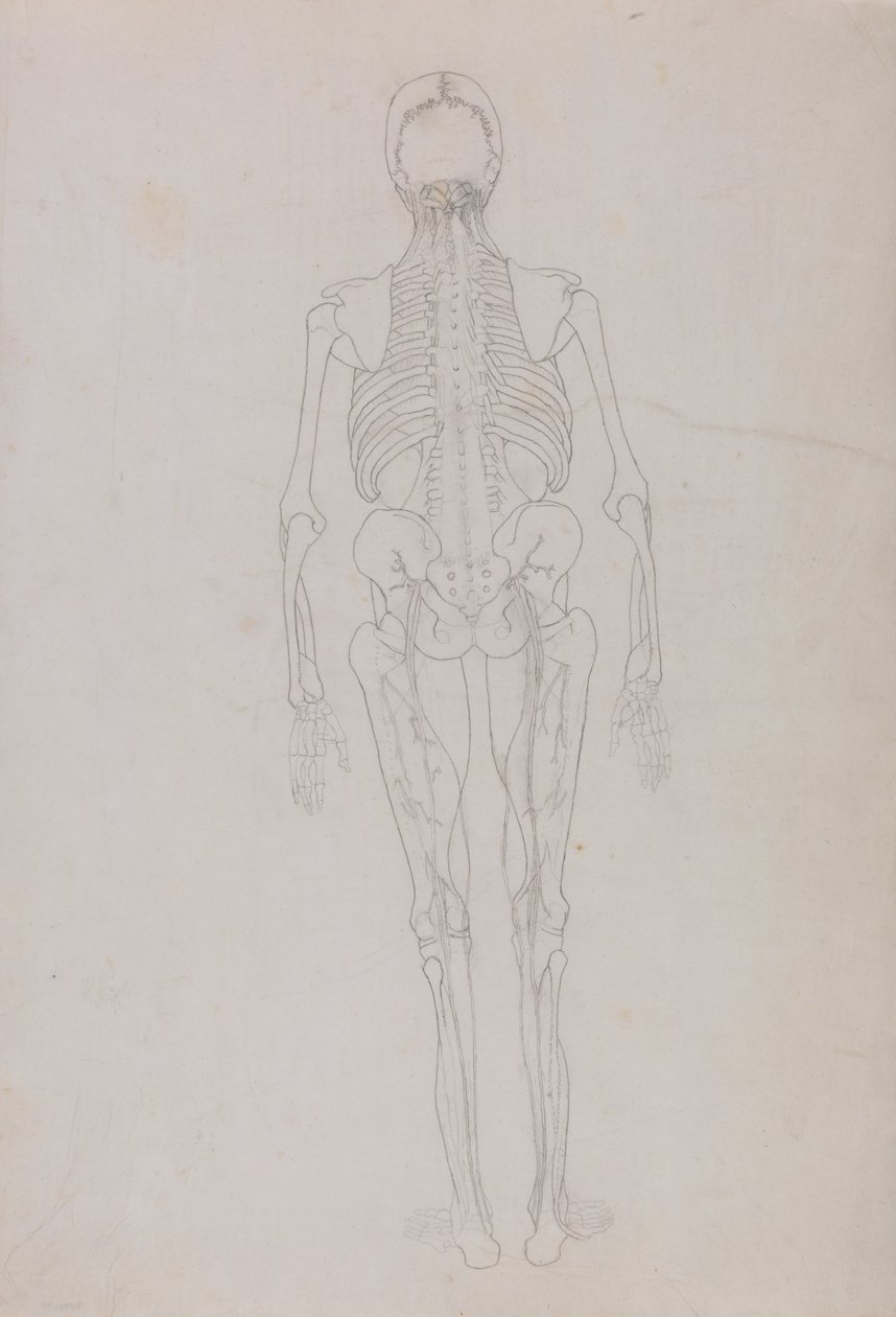 Anatomiczna ekspozycja porównawcza budowy ludzkiego ciała z ciałem tygrysa i ptactwa domowego: Human Figure, Posterior View (Rysunek konturowy kluczowej figury przedstawiający końcowy etap sekcji) autorstwa George Stubbs