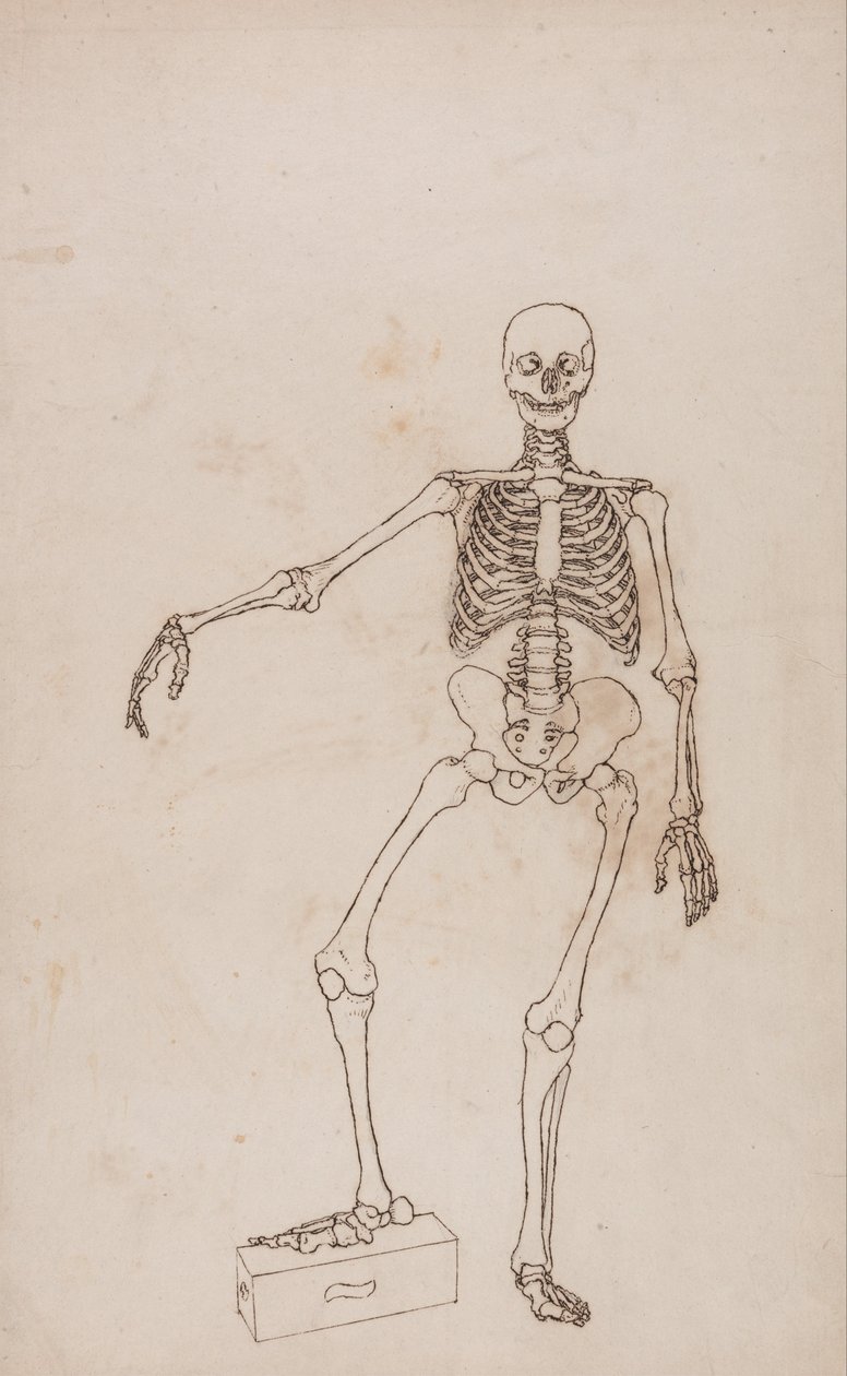Anatomiczne porównanie budowy ludzkiego ciała z ciałem tygrysa i ptactwa domowego: Ludzki szkielet, widok z przodu autorstwa George Stubbs