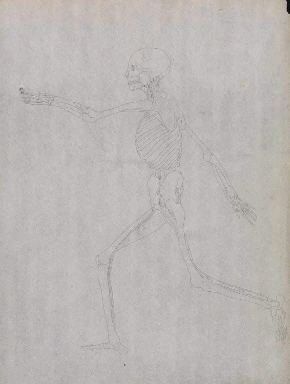 Anatomiczna ekspozycja porównawcza budowy ludzkiego ciała z ciałem tygrysa i ptactwa domowego: Postać ludzka, widok z boku autorstwa George Stubbs