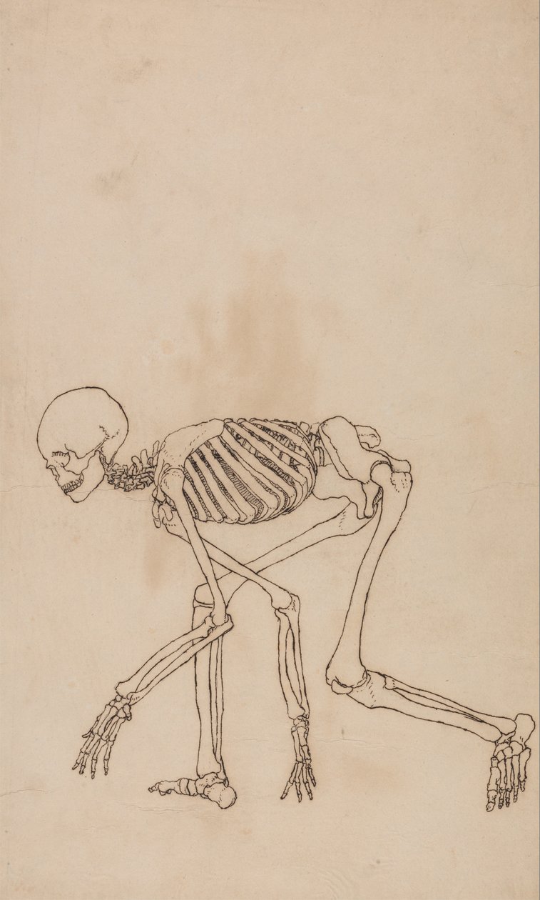 Anatomiczne porównanie budowy ludzkiego ciała z ciałem tygrysa i ptactwa domowego: Ludzki szkielet, widok z boku autorstwa George Stubbs
