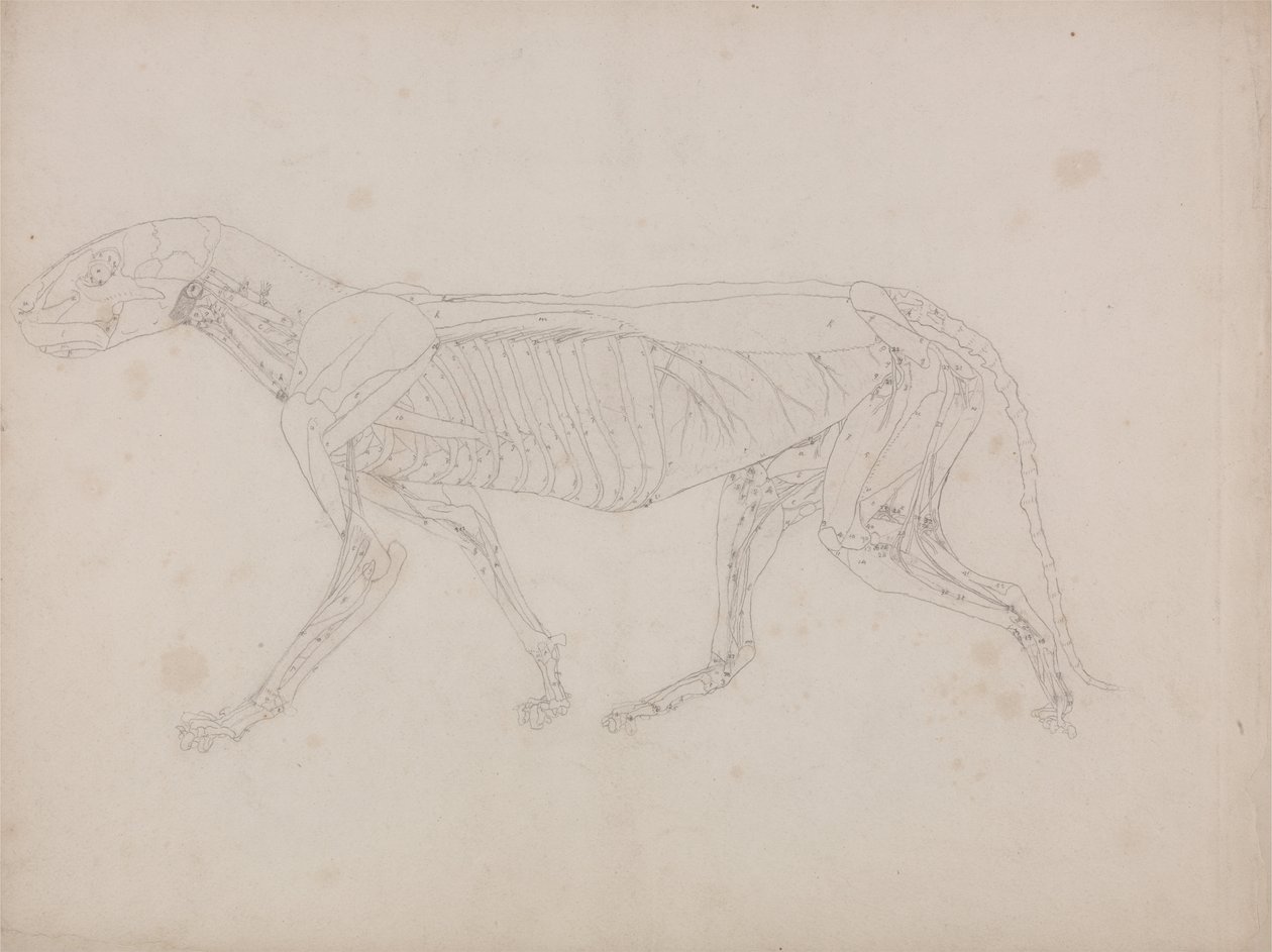 Anatomiczne porównanie budowy ludzkiego ciała z ciałem tygrysa i ptactwa domowego: Ciało tygrysa, widok z boku autorstwa George Stubbs