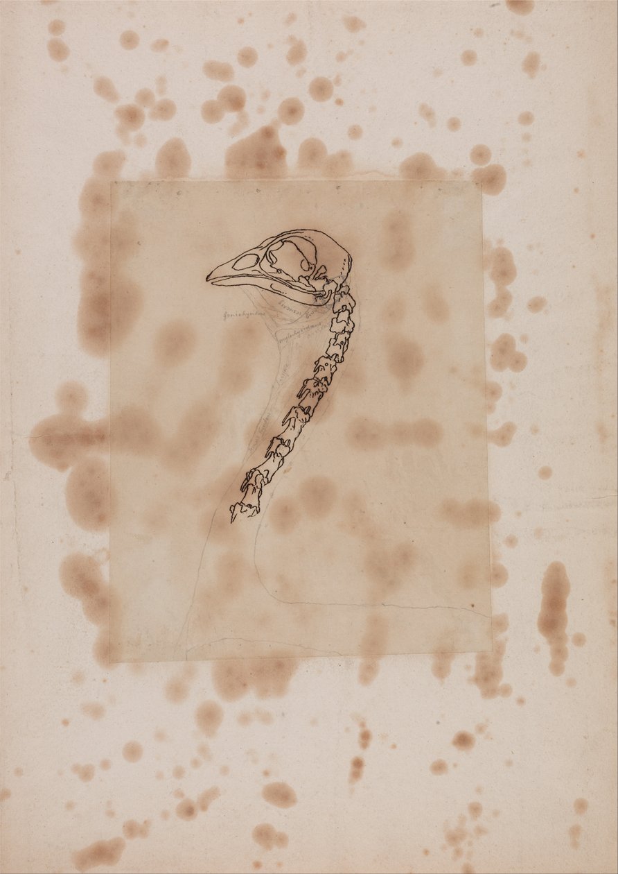 Anatomiczna ekspozycja porównawcza budowy ludzkiego ciała z ciałem tygrysa i ptactwa domowego:  Głowa i szyja ptaka, widok z boku autorstwa George Stubbs