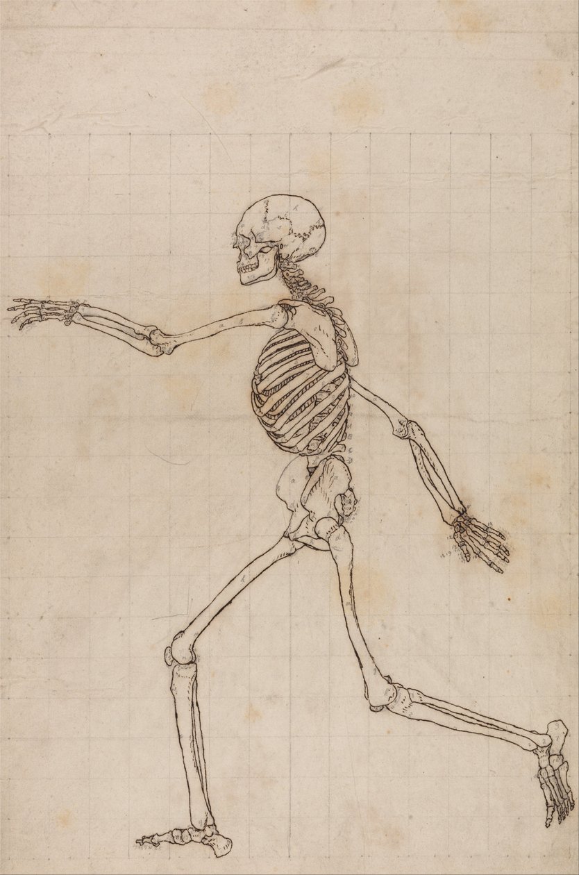 Anatomiczne porównanie budowy ludzkiego ciała z ciałem tygrysa i ptactwa domowego: Ludzki szkielet, widok z boku autorstwa George Stubbs