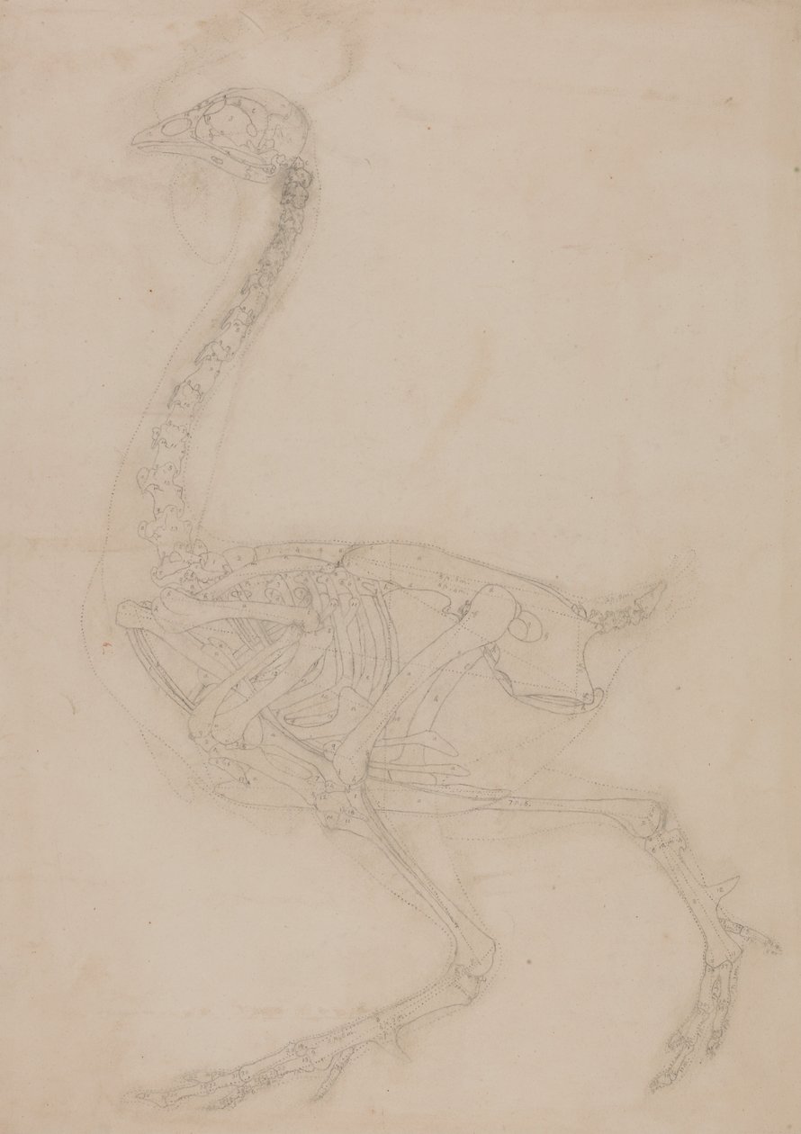 Anatomiczna ekspozycja porównawcza budowy ludzkiego ciała z ciałem tygrysa i ptactwa domowego:  Szkielet ptaka, widok z boku autorstwa George Stubbs