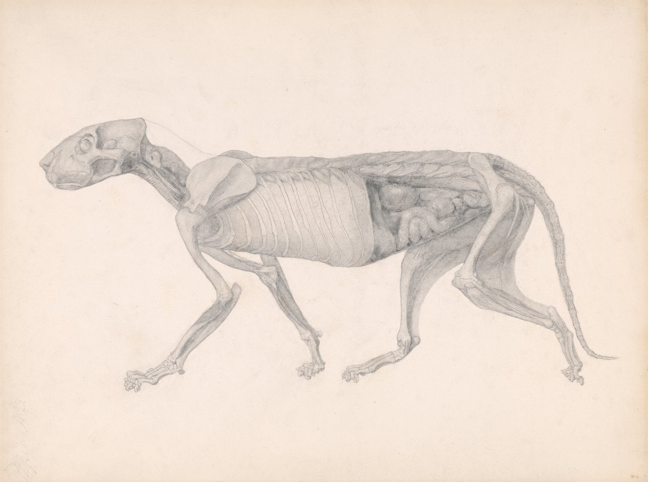 Porównawcza ekspozycja anatomiczna budowy ciała ludzkiego z ciałem tygrysa i drobiu zwyczajnego: Ciało tygrysa, widok boczny, 1795-1806 (grafit na papierze) autorstwa George Stubbs