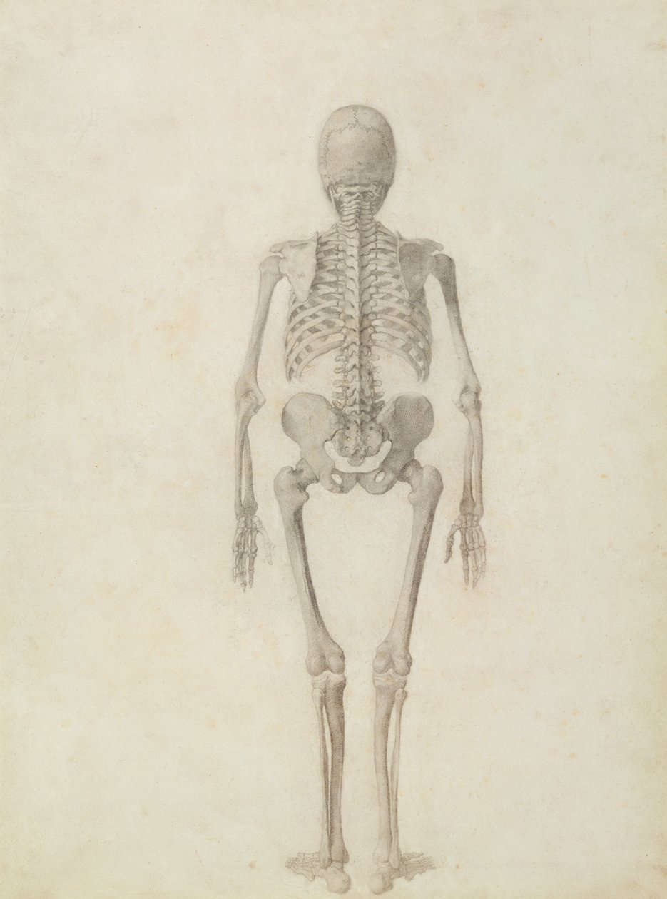 Porównawcza anatomiczna ekspozycja budowy ciała ludzkiego z ciałem tygrysa i drobiu zwyczajnego: szkielet człowieka, widok z tyłu autorstwa George Stubbs