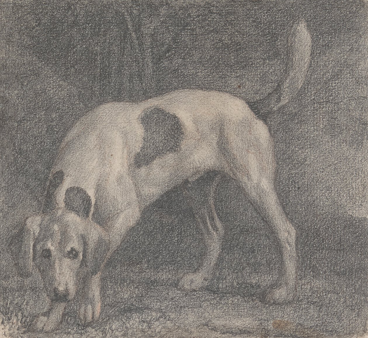 Foxhound na zapach autorstwa George Stubbs