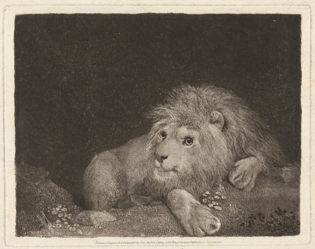 Lew [leżący lew] autorstwa George Stubbs