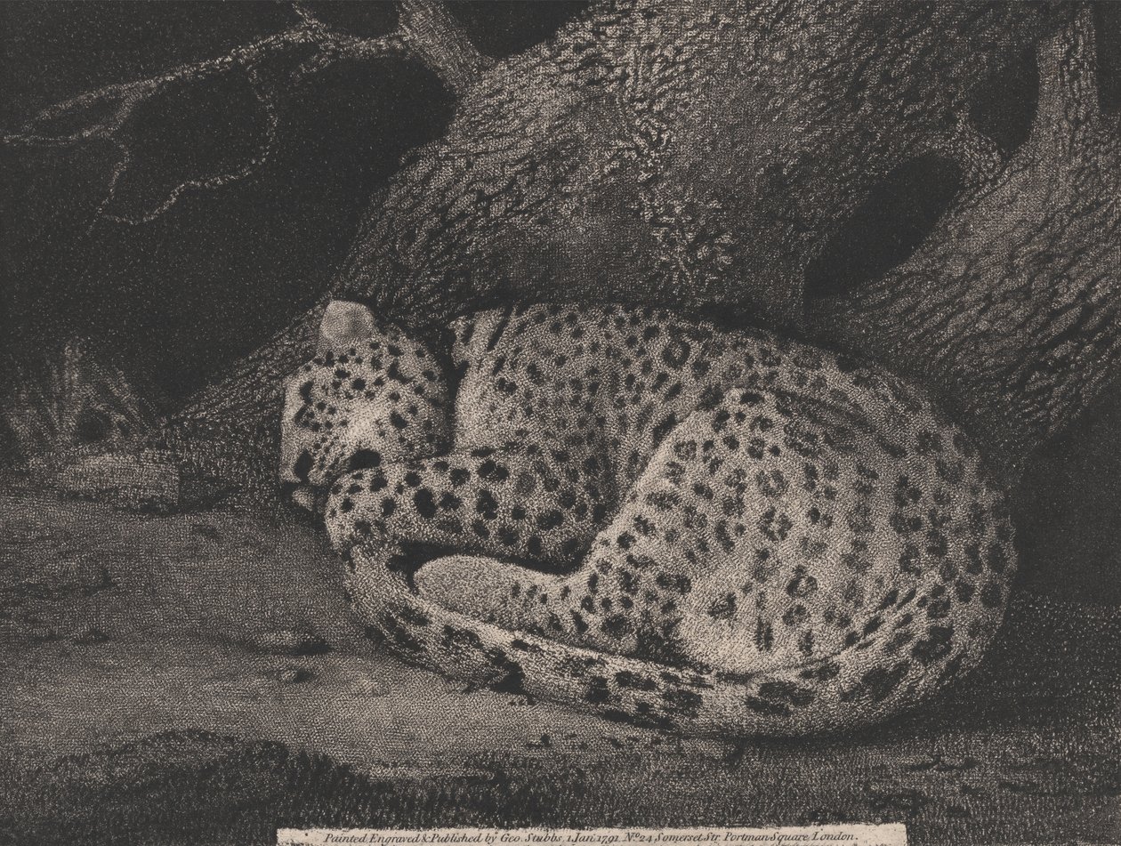 Śpiący lampart autorstwa George Stubbs