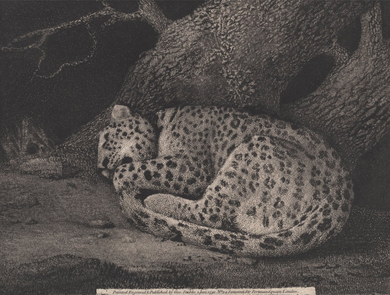 Grawerowany przez artystę Śpiący Lampart, wyd. 1791 (akwaforta) autorstwa George Stubbs