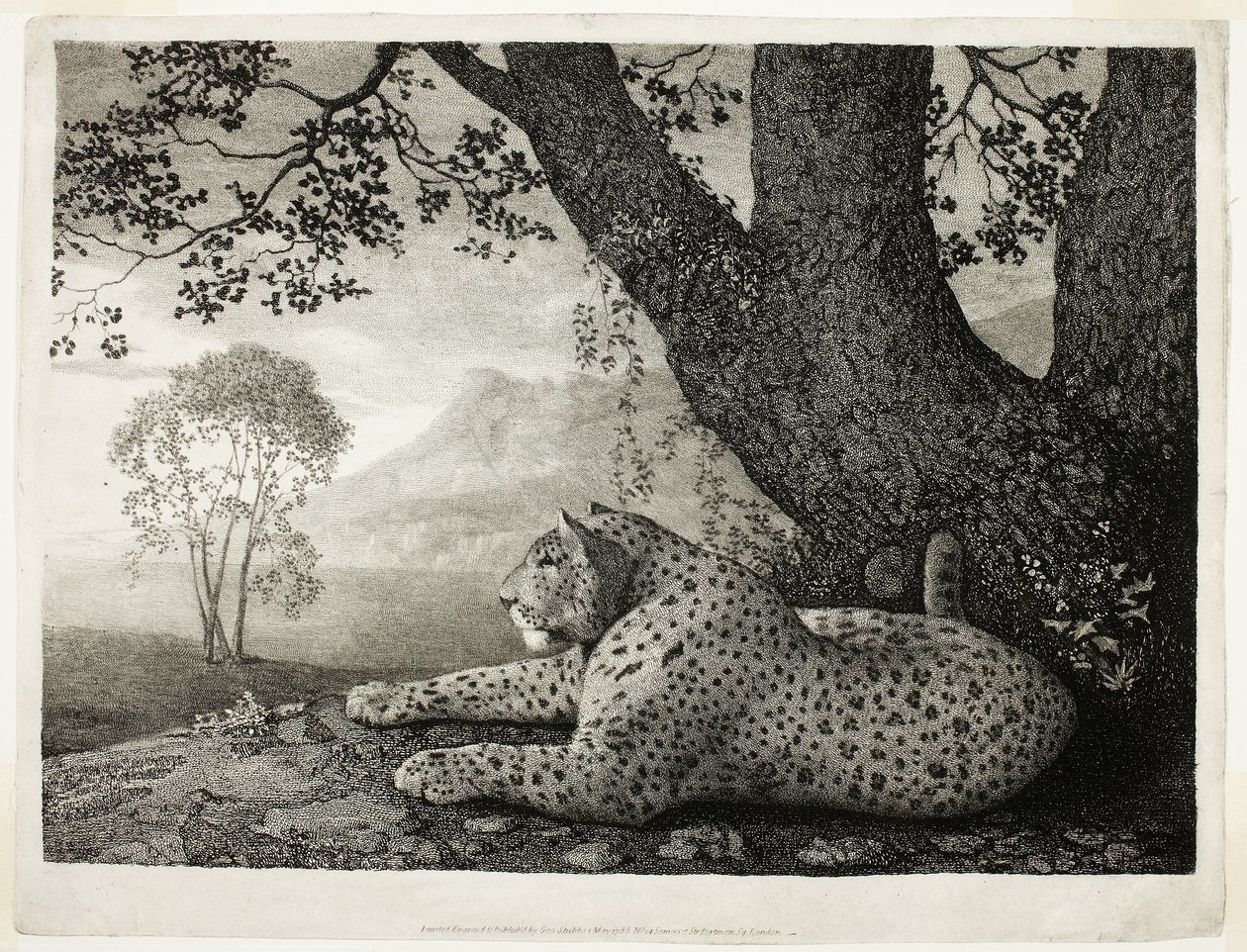 Tygrys (Leopard Leopard przy drzewie) autorstwa George Stubbs