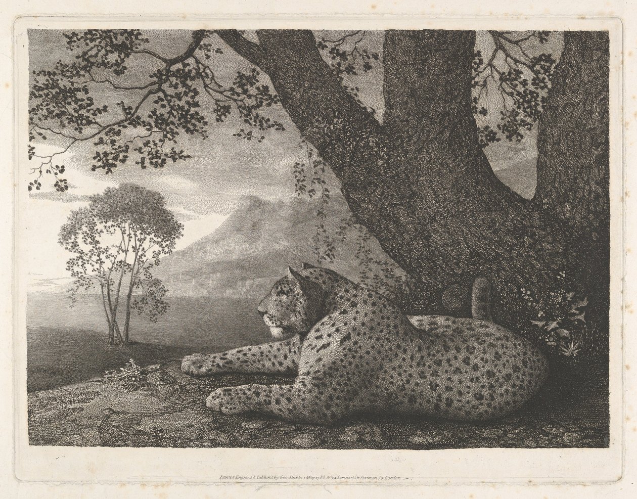Tygrys (leopard leżący przy drzewie) autorstwa George Stubbs