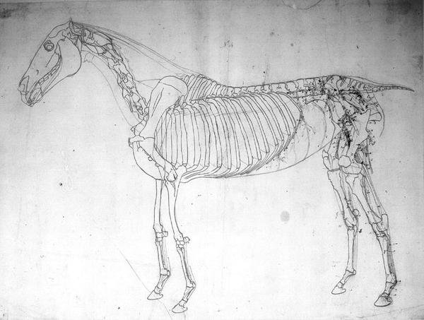 Studium anatomiczne konia (pióro i atrament i ołówek na papierze) autorstwa George Stubbs