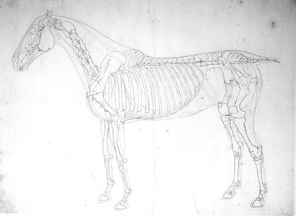 Studium anatomiczne konia (pióro i atrament i ołówek na papierze) autorstwa George Stubbs