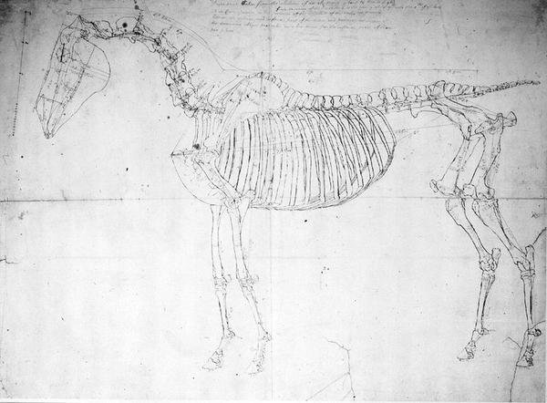 Studium anatomiczne konia (pióro i atrament i ołówek na papierze) autorstwa George Stubbs