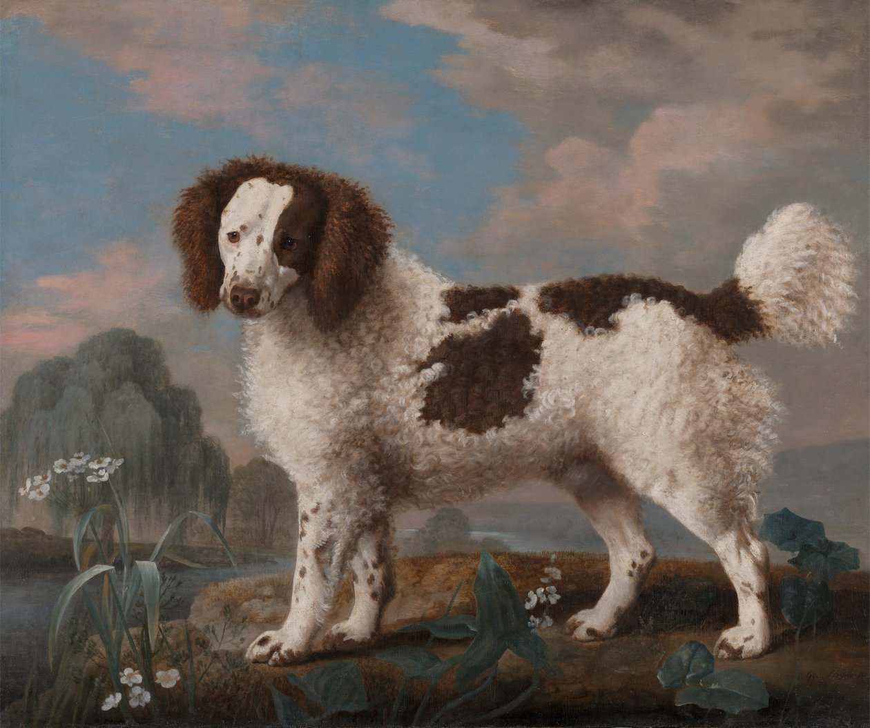 Brązowy i biały Norfolk lub wodny spaniel autorstwa George Stubbs