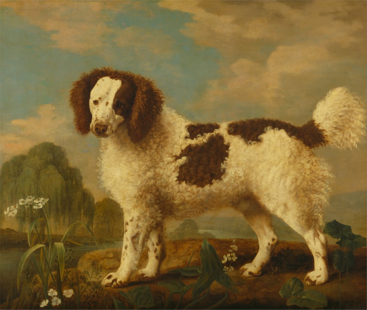 Brązowo-biały norfolk lub spaniel wodny autorstwa George Stubbs