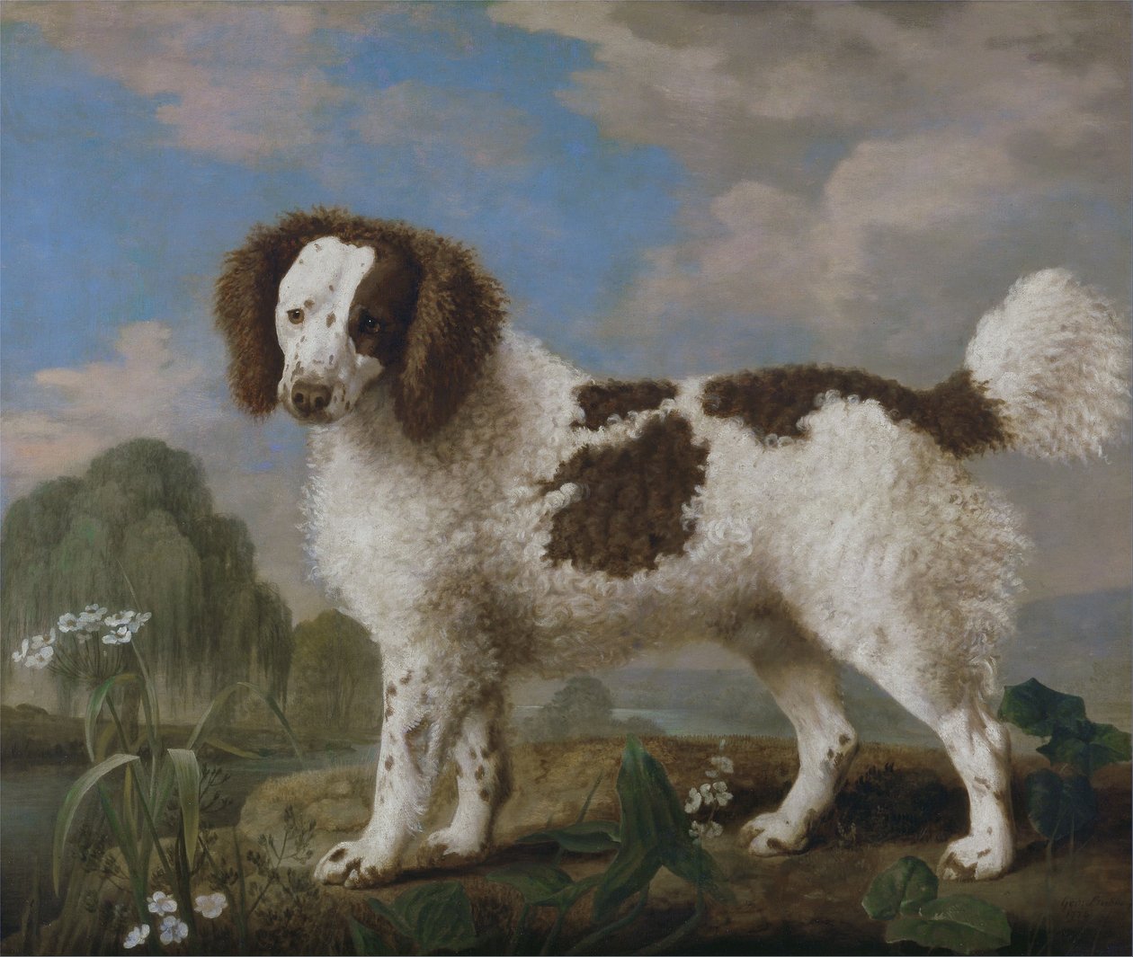 Brązowo-biały norfolk lub spaniel wodny autorstwa George Stubbs