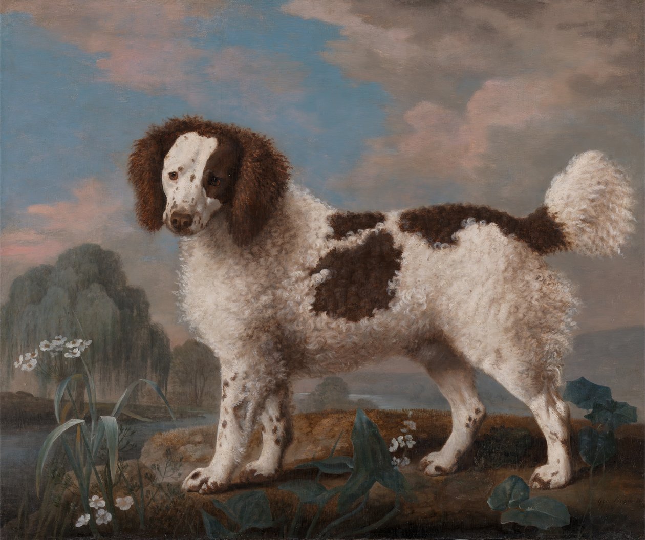 Brązowy i biały Norfolk lub spaniel wodny, 1778. autorstwa George Stubbs