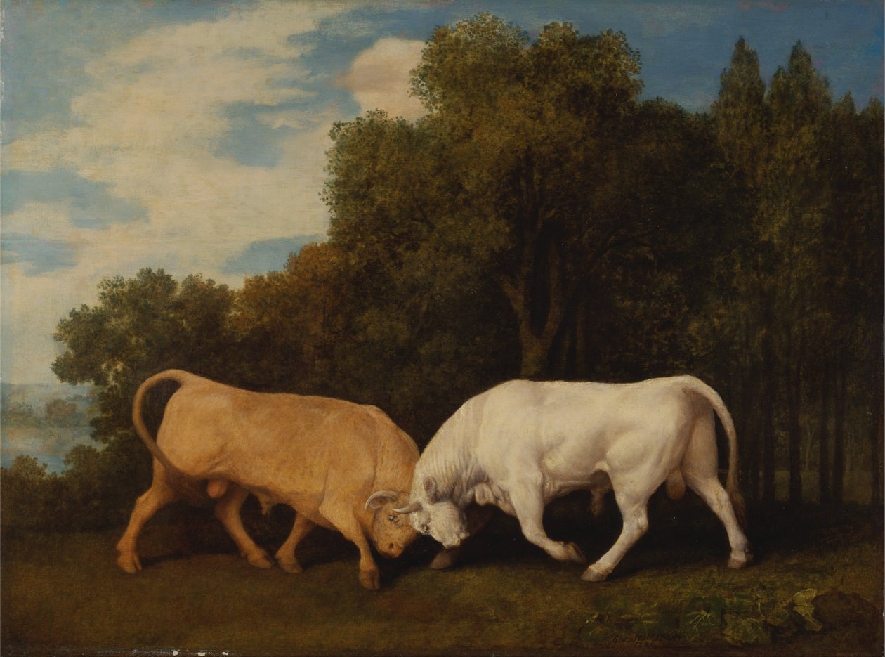 Walka byków autorstwa George Stubbs