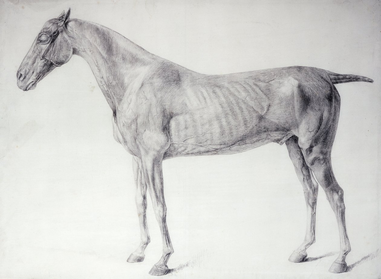 Schemat z „Anatomii konia” (grawerunek) autorstwa George Stubbs