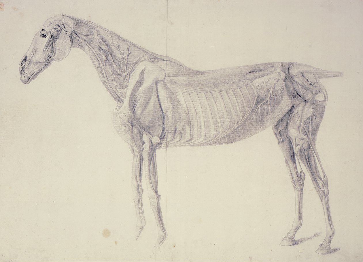 Schemat z Anatomii Konia autorstwa George Stubbs