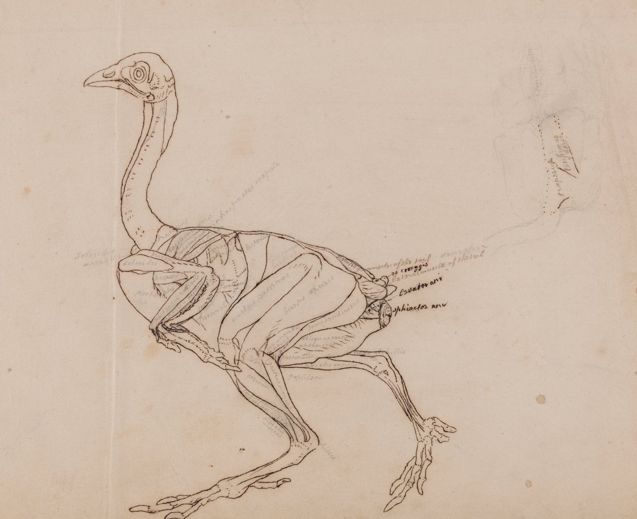 Ciało kury Dorking, widok z boku (kontur mięśni) autorstwa George Stubbs