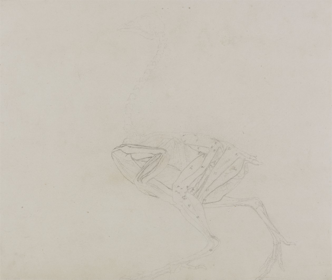 Ciało kury Dorking, widok boczny, z porównawczej ekspozycji anatomicznej budowy ciała ludzkiego z ciałem tygrysa i kury zwyczajnej, 1795-1806 (grafit na cienkim papierze) autorstwa George Stubbs