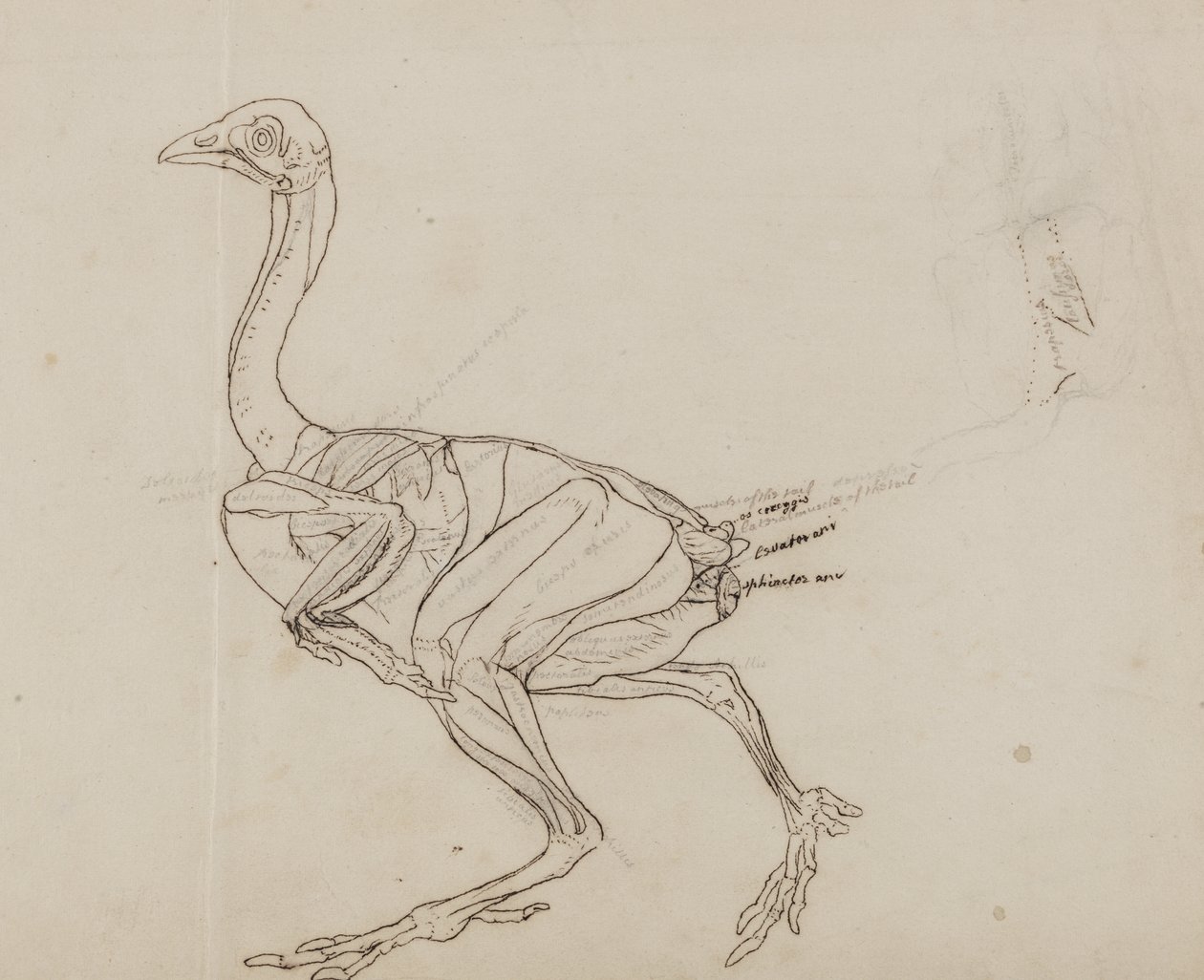 Ciało kury Dorking, widok z boku, z „Porównawczej ekspozycji anatomicznej budowy ciała ludzkiego z ciałem tygrysa i kury pospolitej” autorstwa George Stubbs